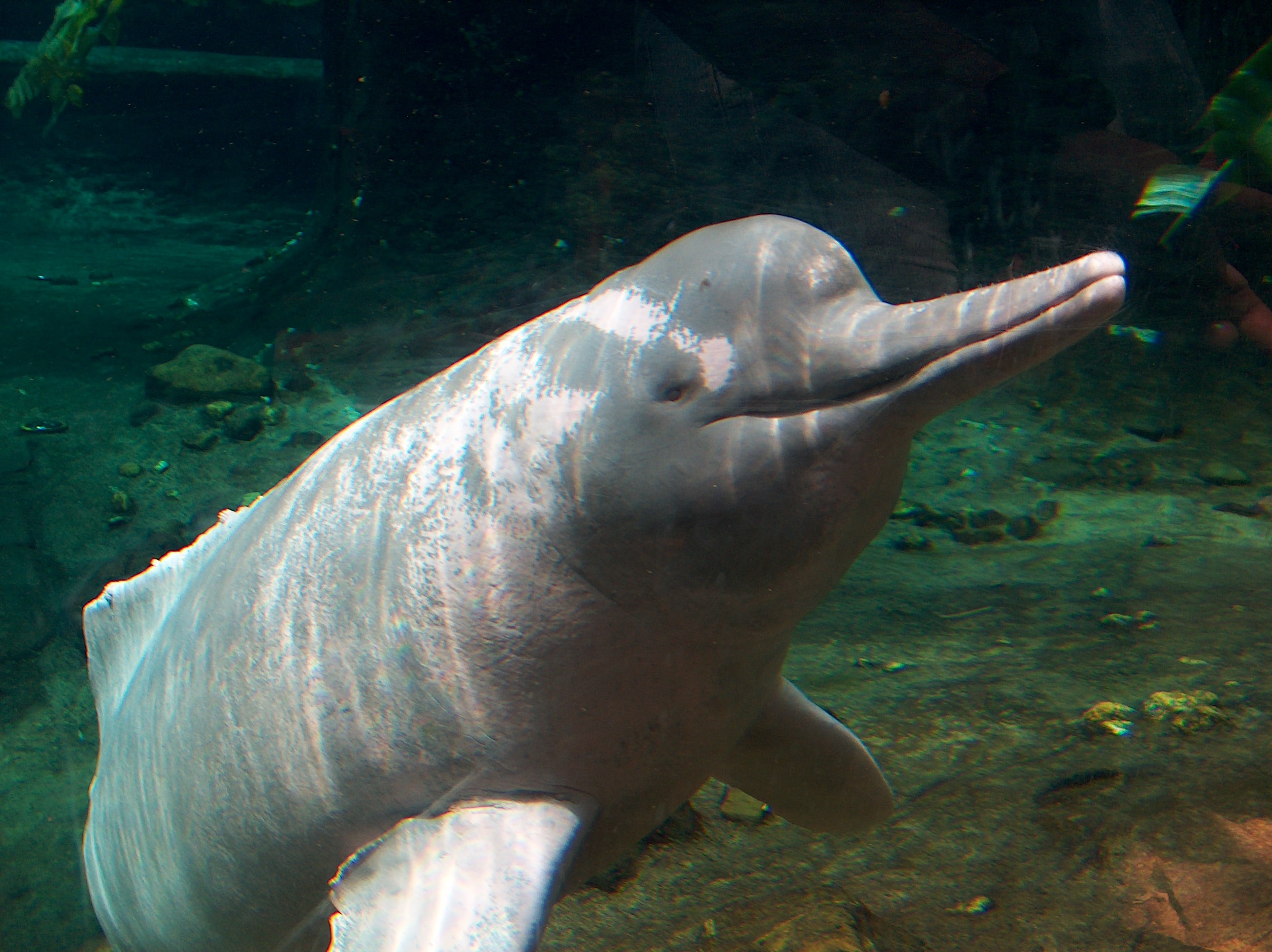 Pink Dolphins Facts And Information Amazon Experience Tours In The Amazon River