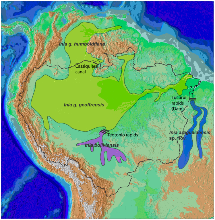 Pink dolphin facts: DIstribution in South America