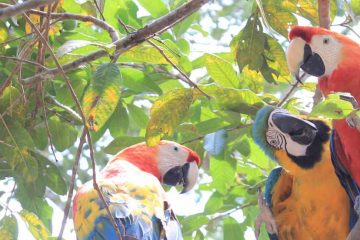 jungle tour iquitos