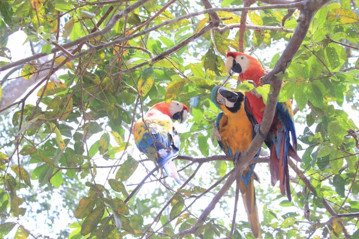 Some Macaws in the Amazon jungle