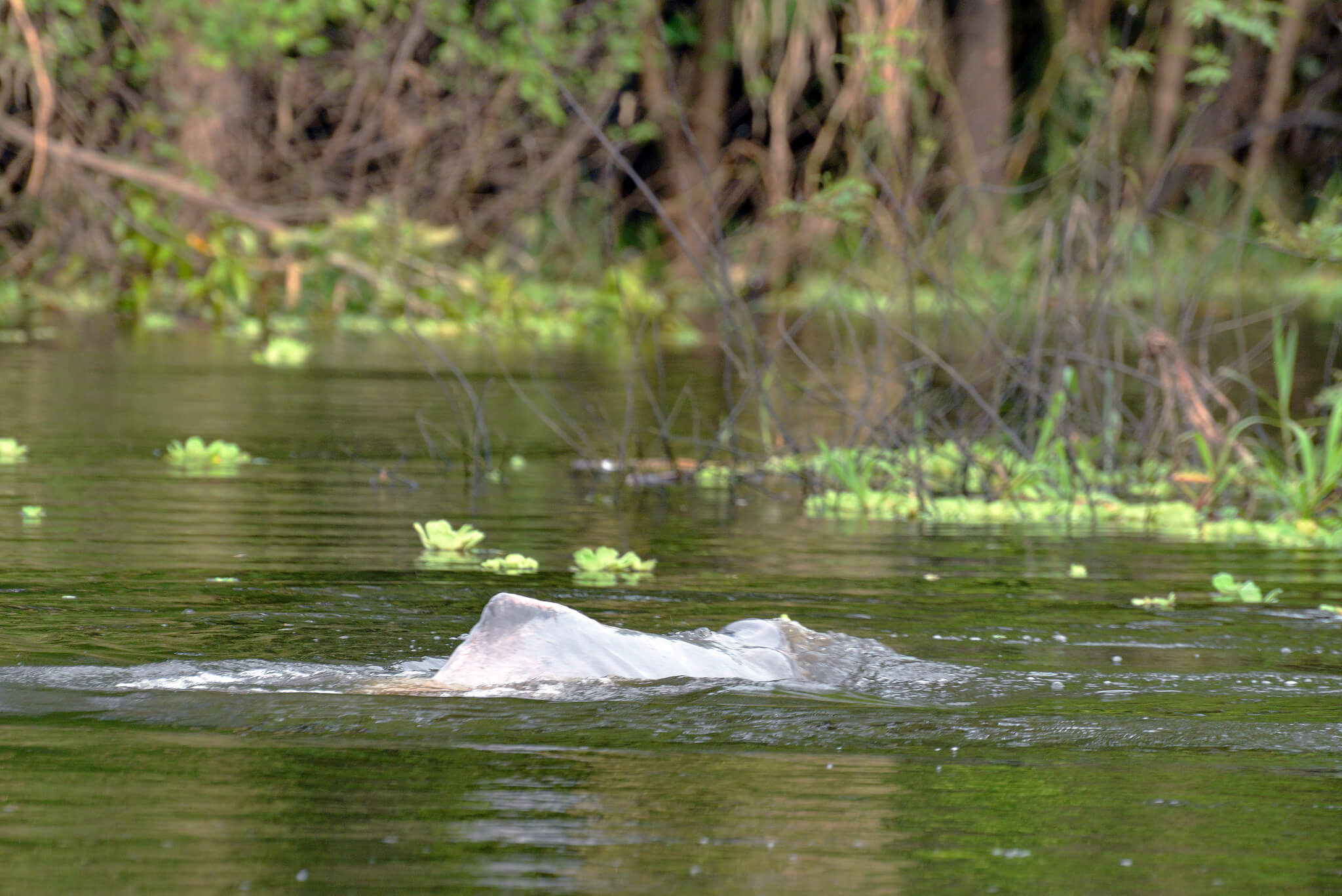 Pink dolphin facts: They eat fishes, turtles and crabs