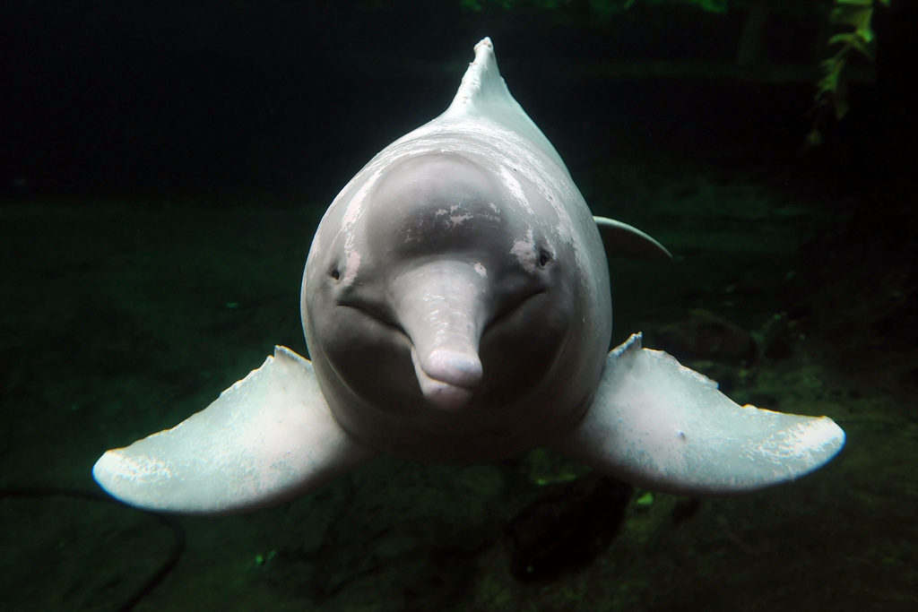 Pink dolphins: amazon river dolphin photo