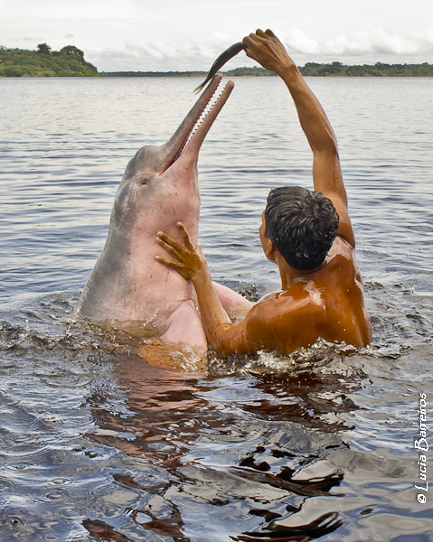 Amazon river dolphin facts: They have Cetacean intelligence