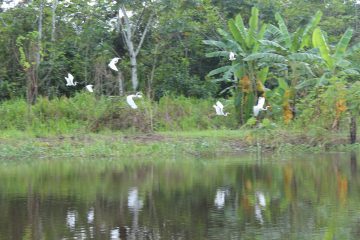 iquitos river cruise