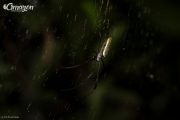 A spider in the biggest jungle in the world