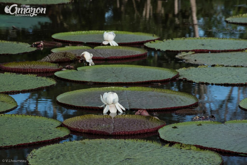 Amazon river Victoria Regia