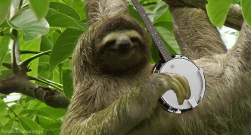 Sloth Banjo Amazon Experience