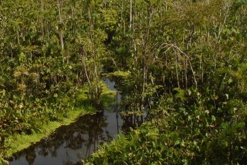 jungle tour iquitos