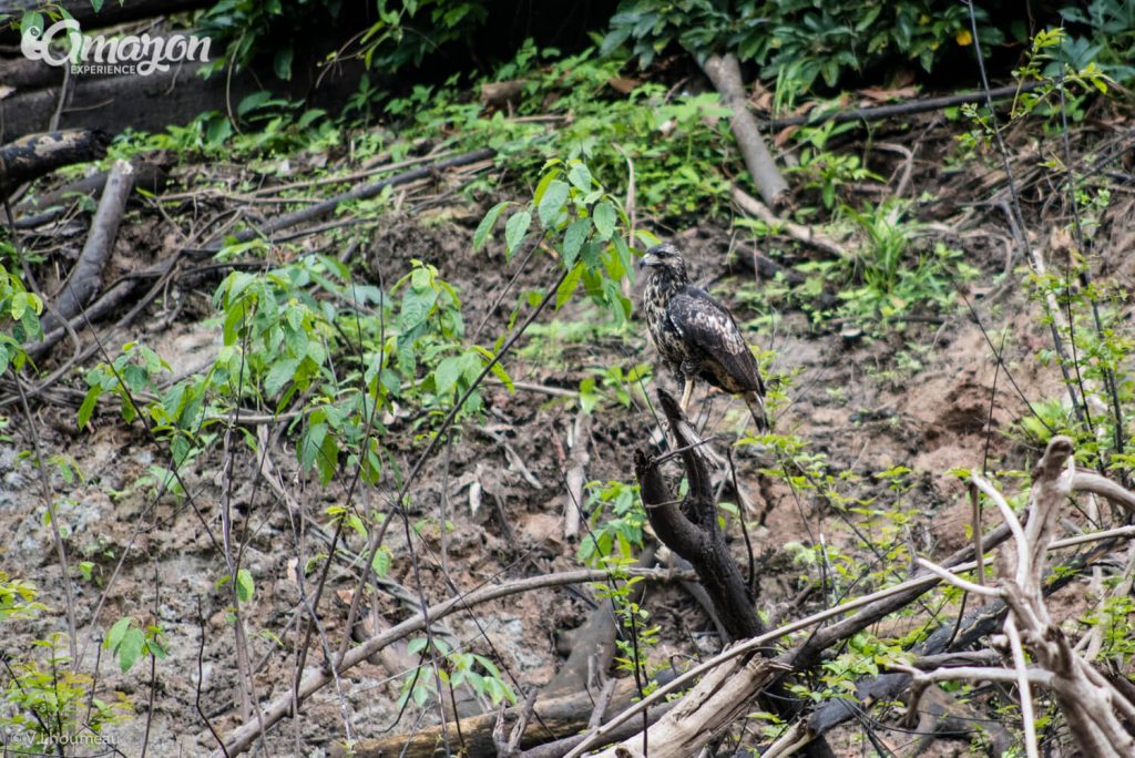 Birds of the Amazon rainforest, Birding and bird watching in Iquitos, Peru