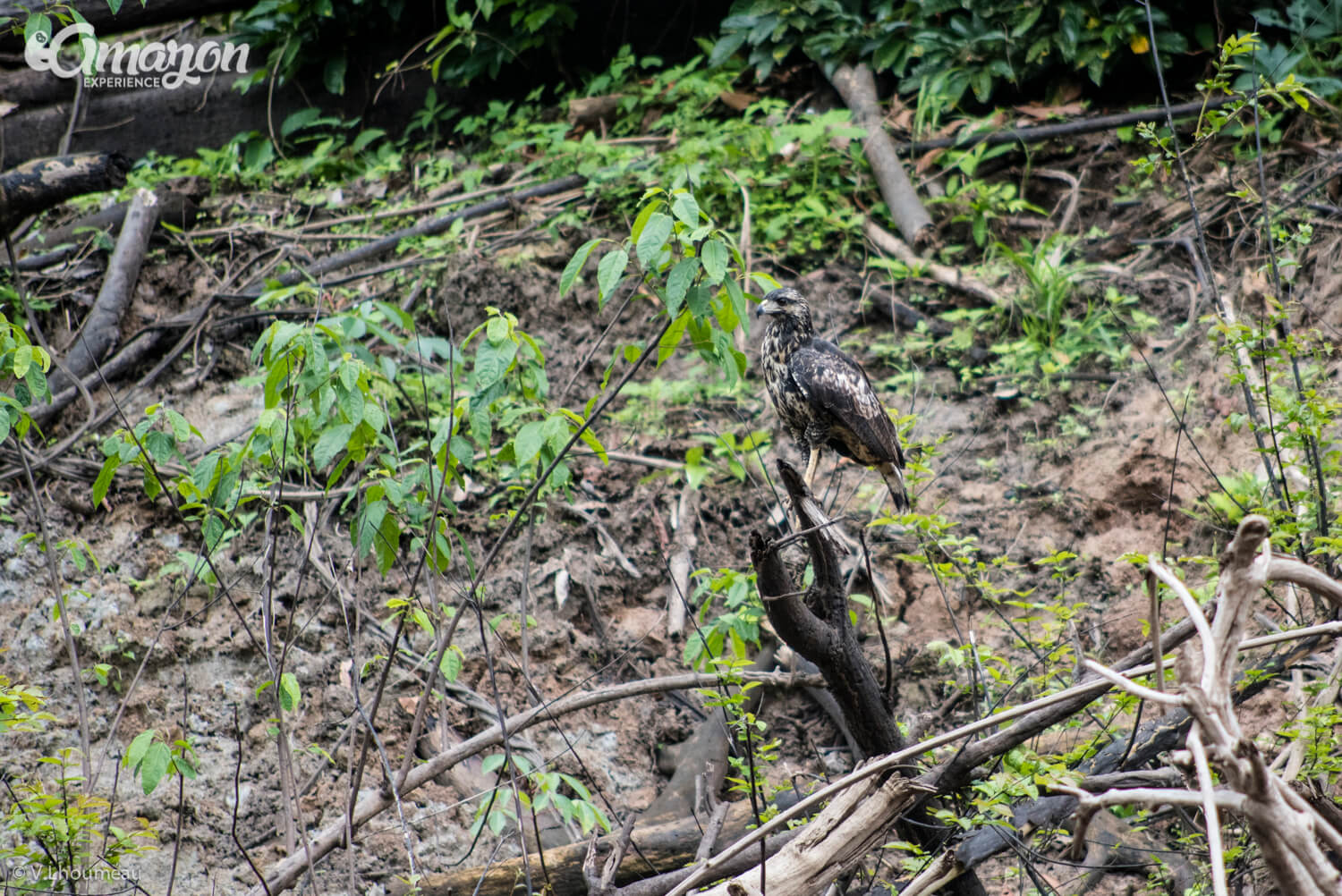 Birds of the Amazon rainforest, Birding and bird watching in Iquitos, Peru