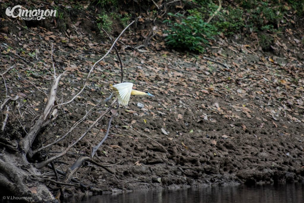 Birding in the Amazon Jungle. Iquitos, Peru