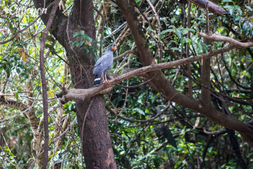 Birds of Peru - Bird watching Iquitos, Peru