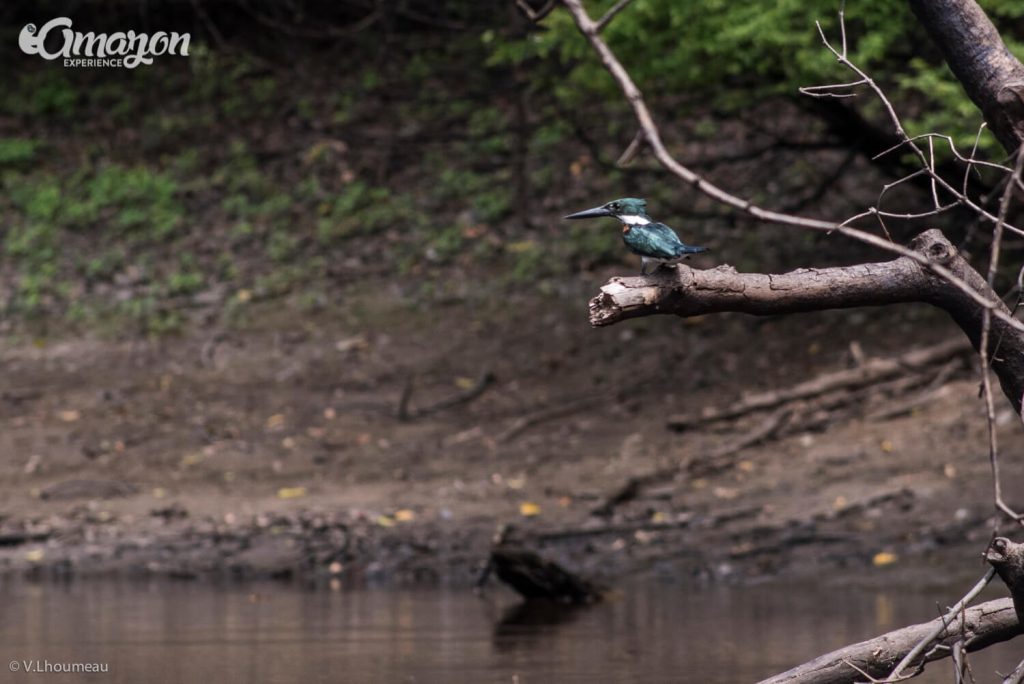 Birds of Peru - Amazon Experience