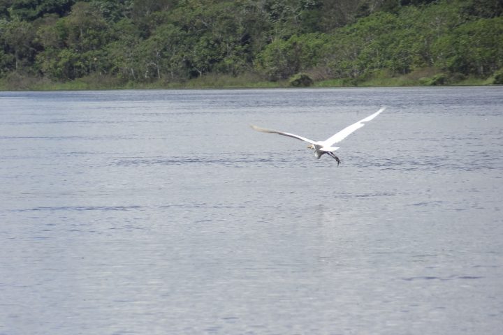 Heron flying