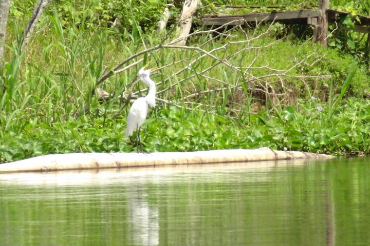 Heron by the riverside