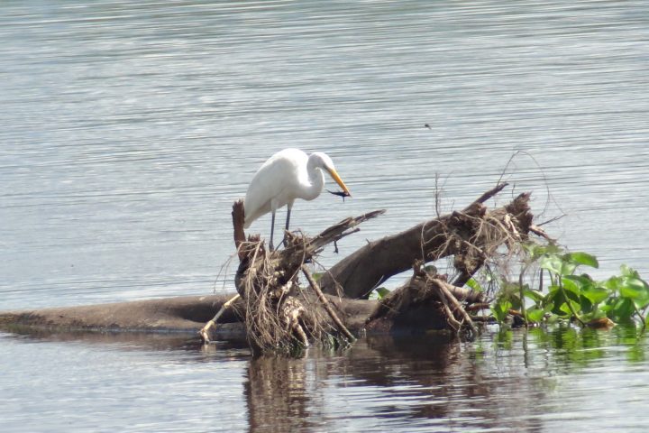 Amazon heron eating some fish