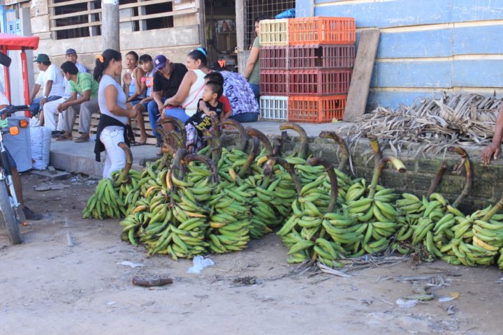 Lots of green bananas