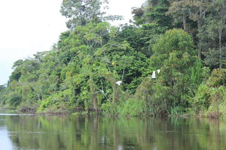 Amazon landscapes