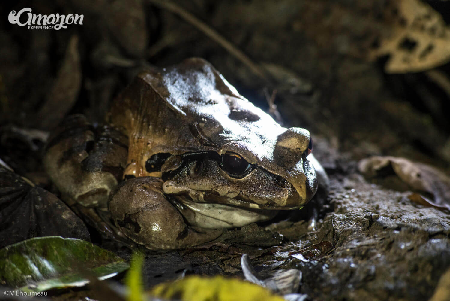 Frogs in the Pacaya Samiria National Reserve