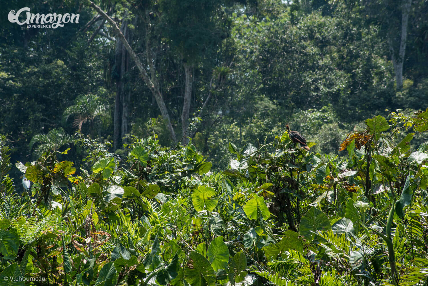 Hoatzin or Shansho inside the Pacaya Samiria park