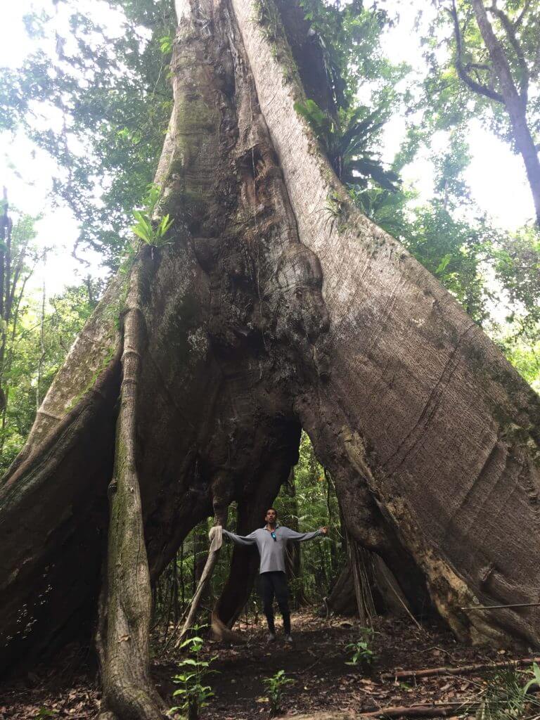 Big tree inside the Pacaya Samiria National Reserve