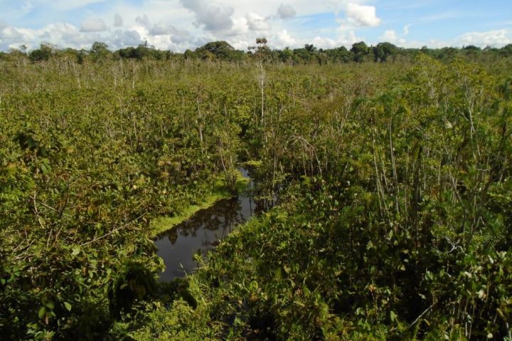 View from the wooden tower in Santa Maria de Fatima, near Iquitos