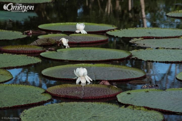 Water lilies in the Amazon jungle. Victoria regia or Victoria amazonica.