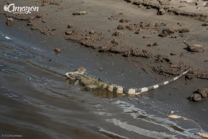 Pacaya Samiria animals. Iguana by the riverside.