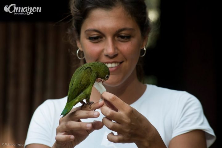 Birds in Amazon Jungle