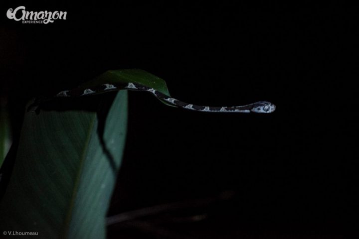 A small snake seen by night at the Amazon jungle
