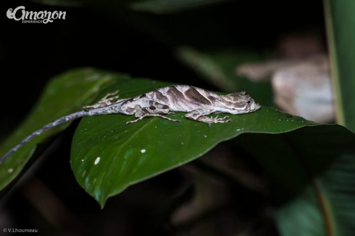 Small reptile in the Amazon jungle