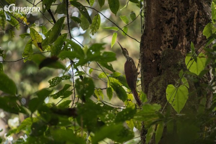Woodpeckers can be seen in Pacaya Samiria