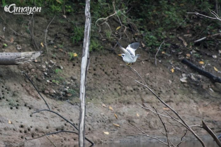 A tern spotted in Pacaya Samiria national park