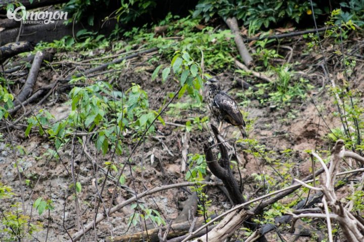 A hawk spotted in the Pacaya Samiria National reserve