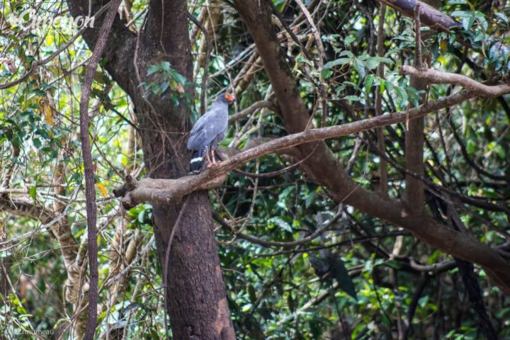 You can see different kinds of hawks in the Pacaya Samiria national park. A Slate colored hawk posing on a tree branch.