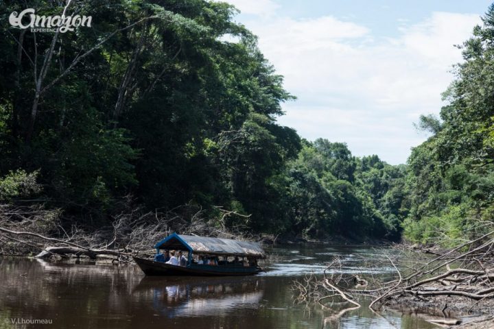 Expedition inside Pacaya Samiria. A motorboat cruising.