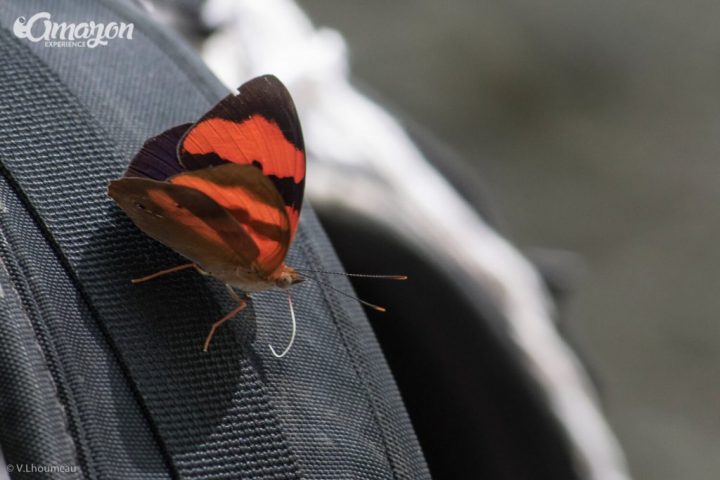 A butterfly in the Amazon river