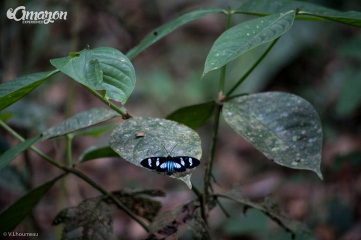 In the Amazon jungle you can find many different kinds of butterflies