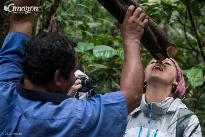 Drinking water from a vine in the Amazon jungle