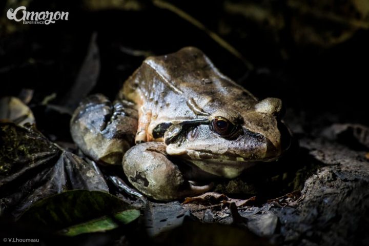 A frog seen at night in the Amazon rainforest