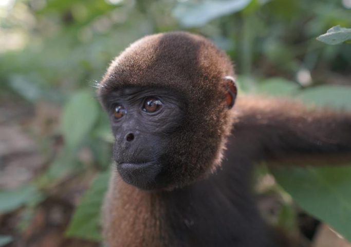 Monkey island, Iquitos, Peru