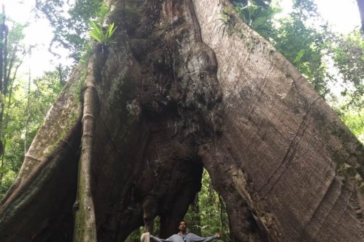 Person compared to the size of a big tree in the Amazon Jungle