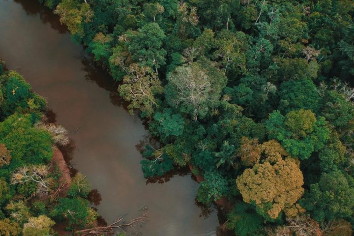 Pacaya Samiria from the air. Vegetation in Pacaya Samiria National Reserve