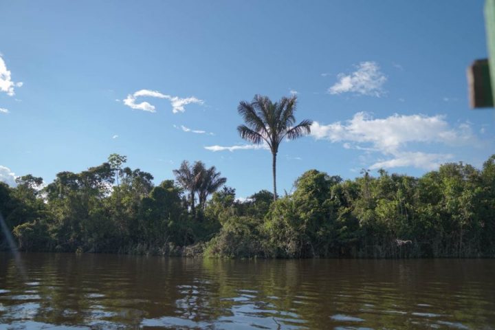 Tropical landscape