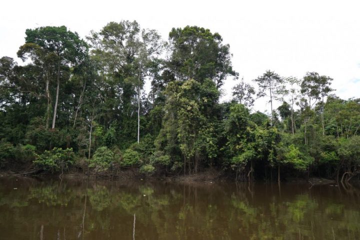 Beautiful landscape of the Amazon rainforest