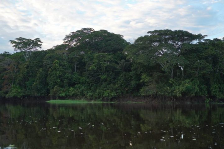 Tropical forest, Pacaya Samiria