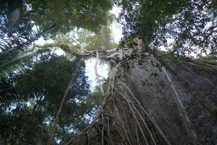 Big trees in the Amazon jungle