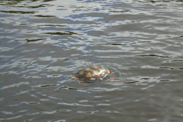 A turtle swimming in the river