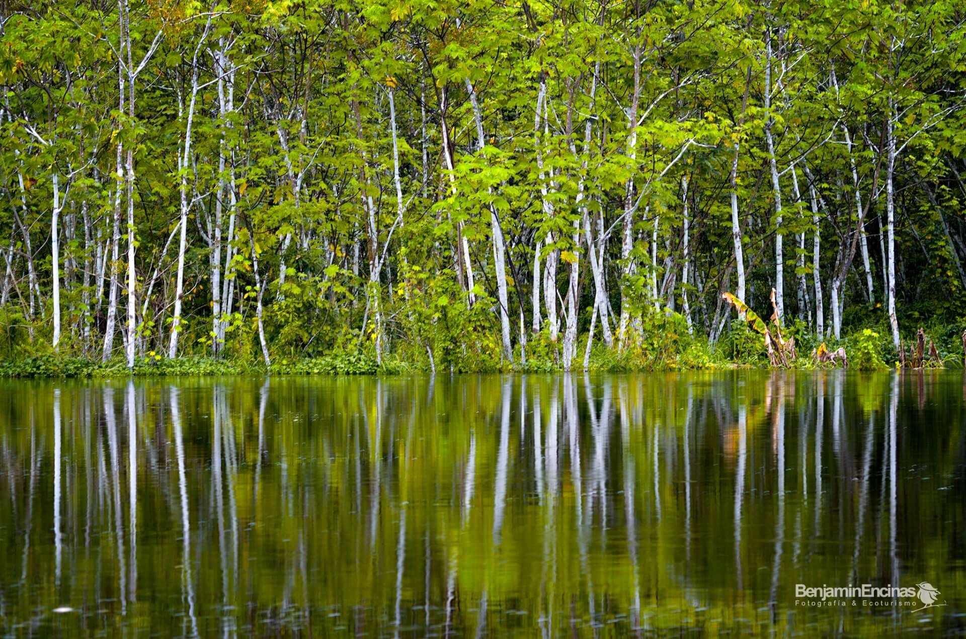 Reflections in Pacaya Samiria