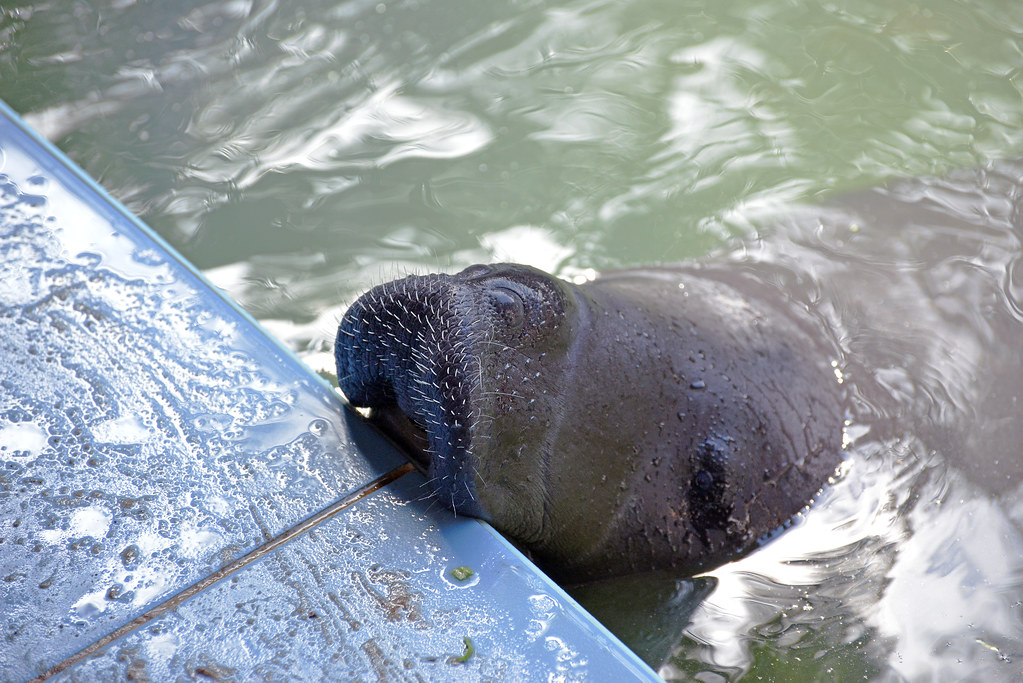 Manatee rescue center in Iquitos